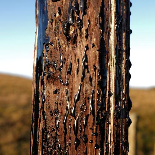 L1050525-WEB-©sylvain-massot