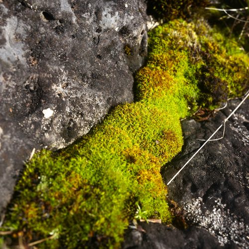 L1320518-WEB-©sylvain-massot